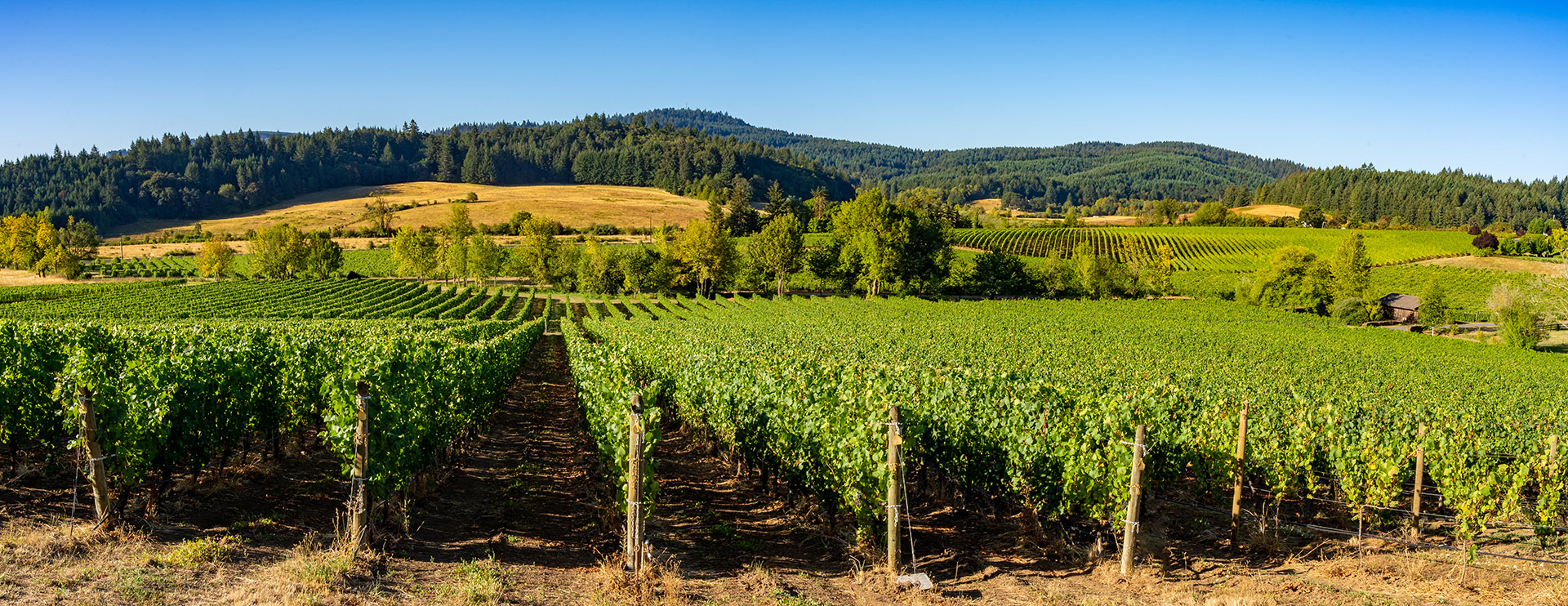 A panoramic view of a vineyard in the rolling hills near Salem Oregon