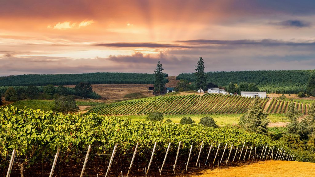 Vineyard with grapes on a hill