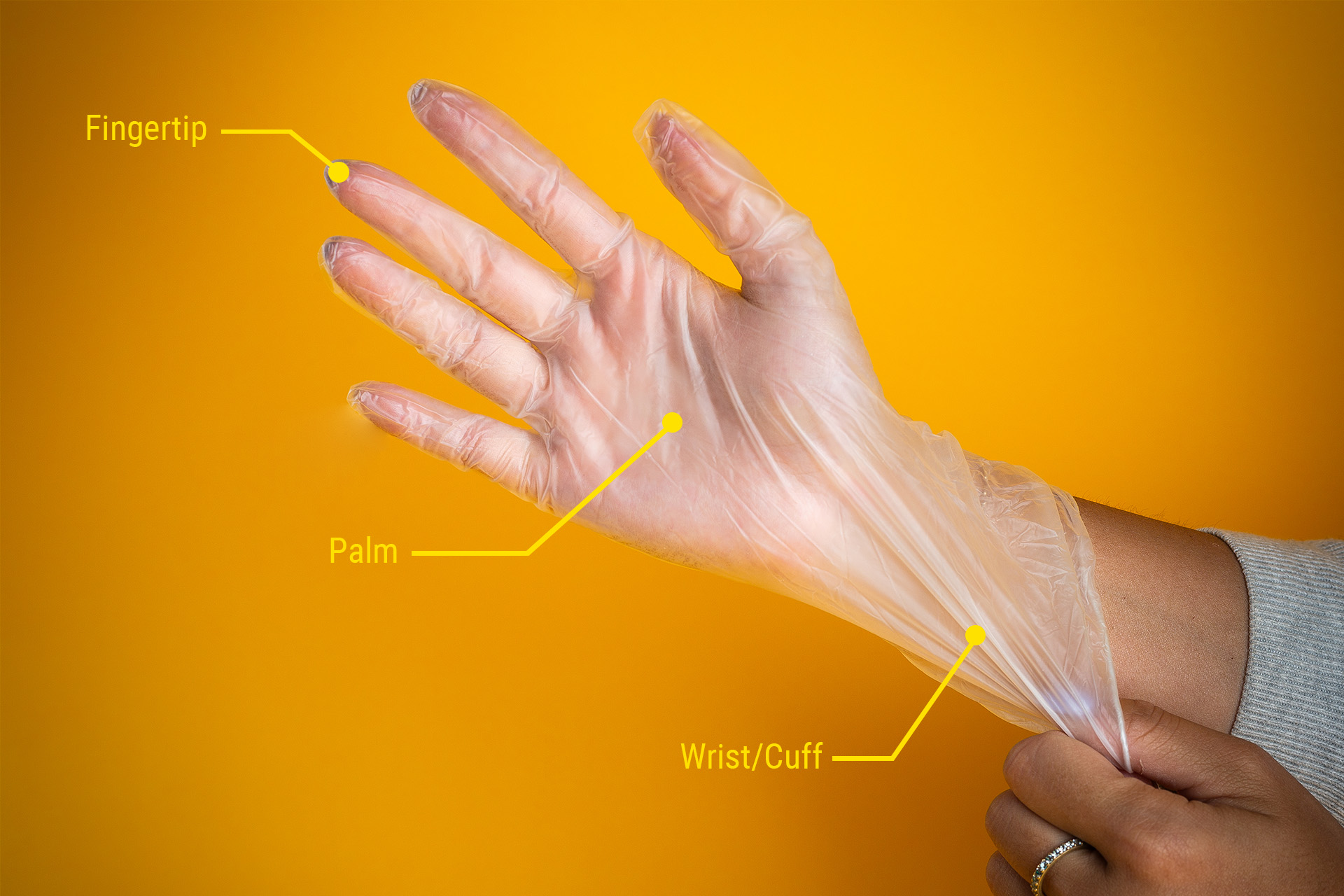 Vinyl glove with lines pointing to the fingertip, palm, and cuff