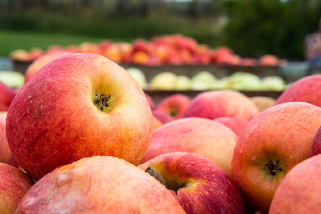 Washington State Apples